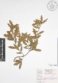 Quercus canbyi image