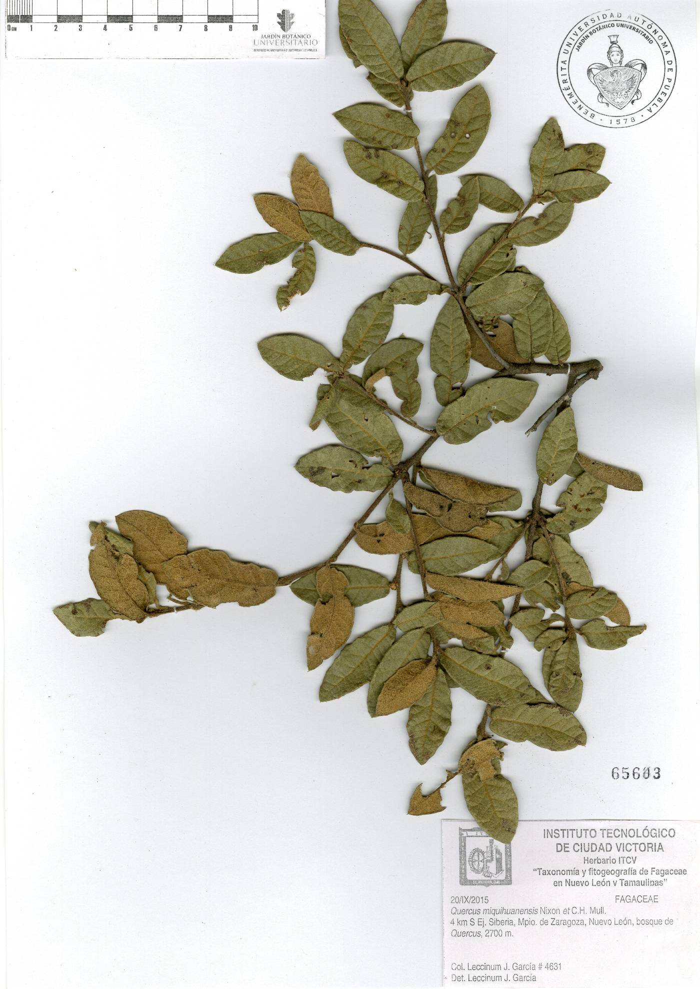 Quercus miquihuanensis image