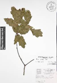 Quercus canbyi image