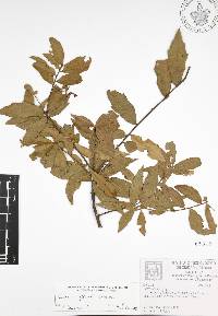 Quercus affinis image