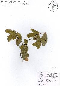 Quercus porphyrogenita image