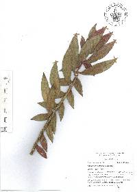 Columnea schiedeana image