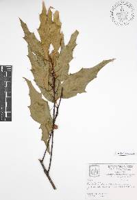 Quercus canbyi image