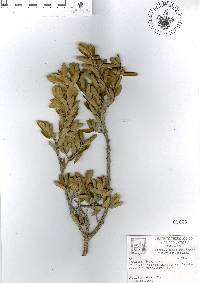 Quercus pringlei image