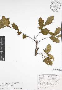 Quercus canbyi image