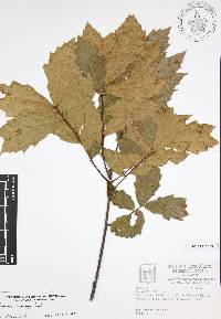 Quercus canbyi image