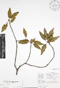 Quercus canbyi image