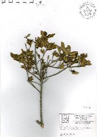 Quercus pringlei image