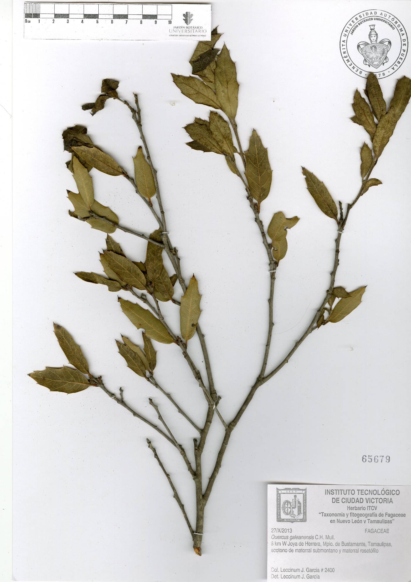 Quercus galeanensis image