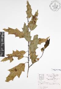 Quercus canbyi image