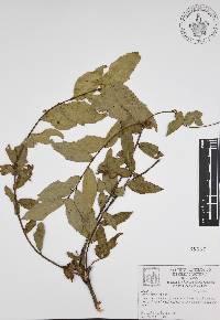 Quercus affinis image