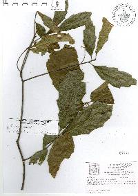 Quercus gravesii image