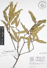 Quercus canbyi image