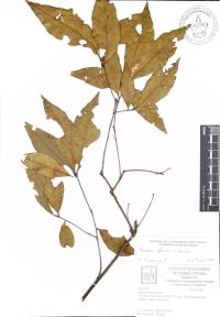 Quercus affinis image