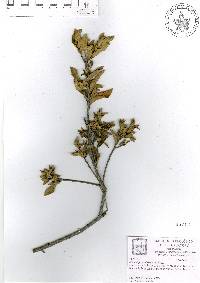 Quercus pringlei image