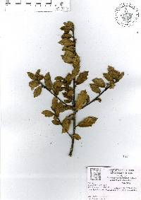 Quercus hypoxantha image