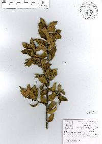 Quercus miquihuanensis image