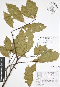 Quercus canbyi image