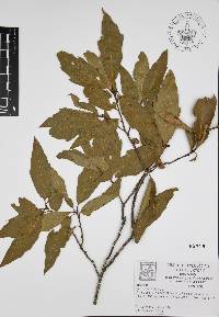 Quercus affinis image