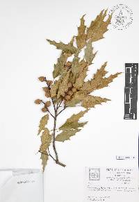 Quercus canbyi image