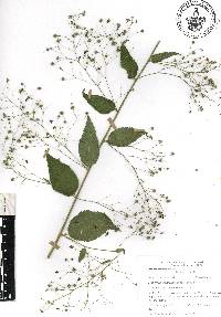 Sidastrum paniculatum image