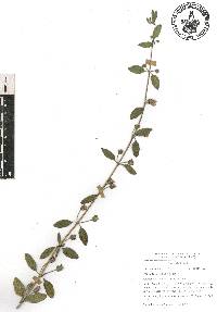 Lippia alba image