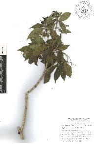 Lippia myriocephala image