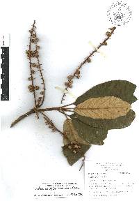 Clethra occidentalis image