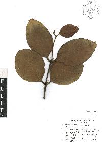 Mollinedia butleriana image
