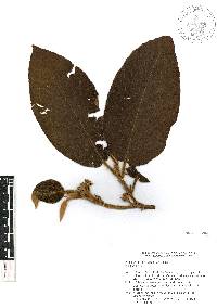 Apeiba tibourbou image