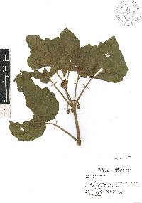 Martynia annua image