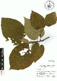 Tilia mexicana image