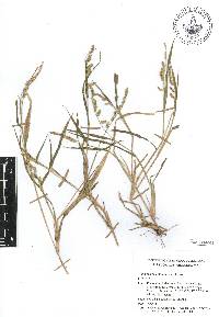 Echinochloa colona image