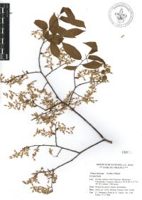 Ulmus mexicana image