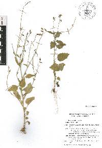 Lobelia xalapensis image