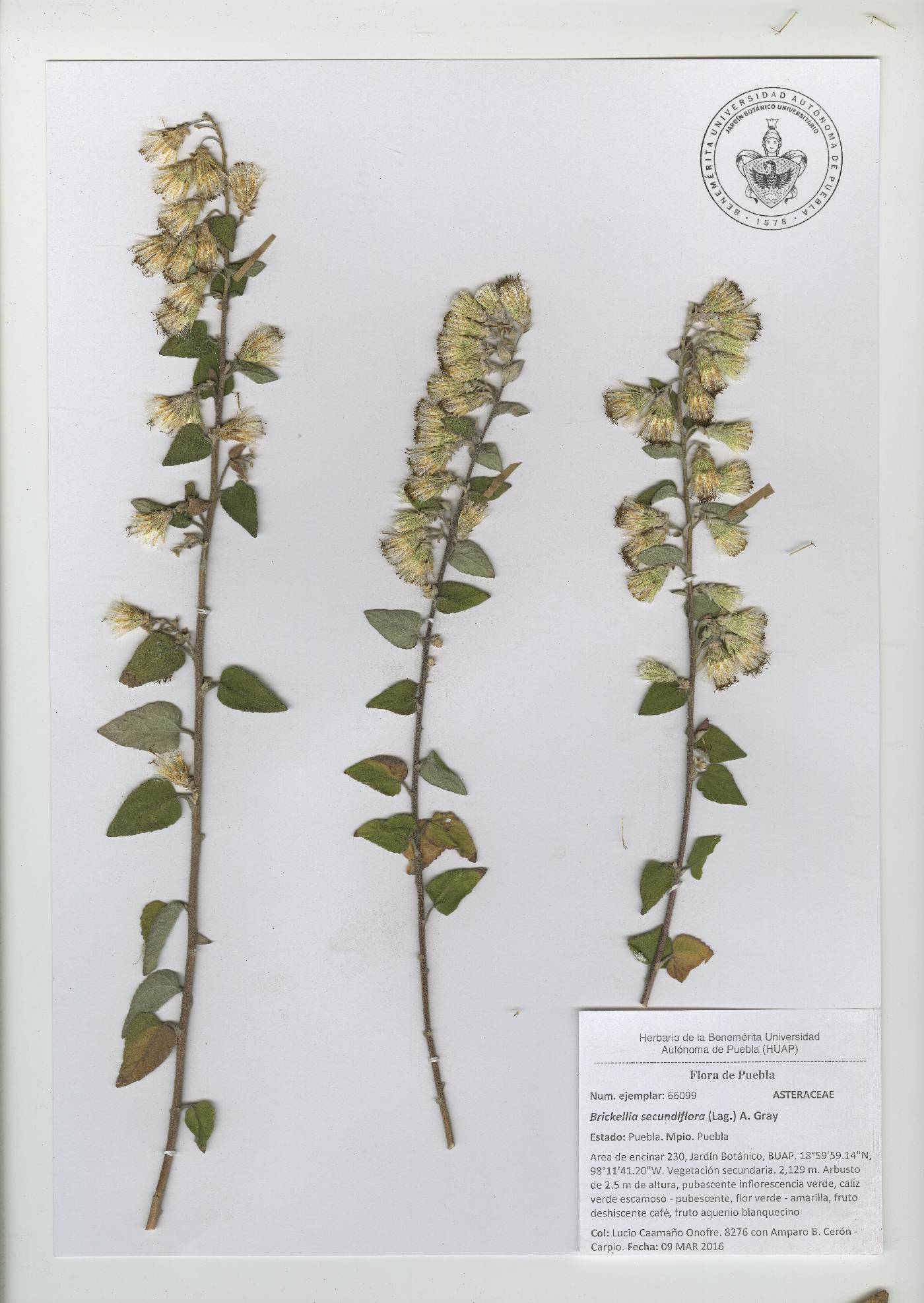 Brickellia secundiflora image