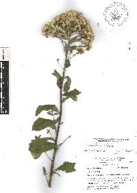 Vickianthus liatroides image