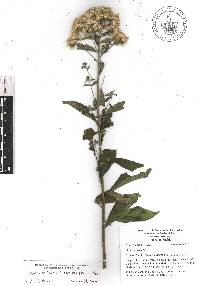 Vickianthus liatroides image