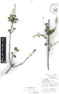 Salvia breviflora image