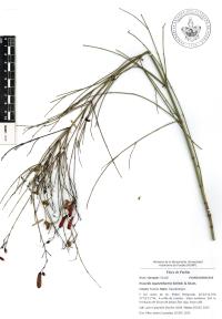 Russelia equisetiformis image
