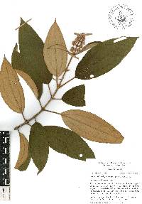 Miconia xalapensis image