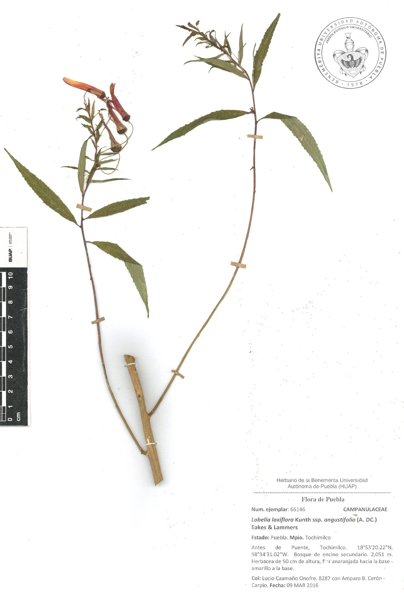 Lobelia laxiflora subsp. angustifolia image
