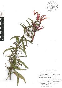 Lobelia laxiflora subsp. laxiflora image