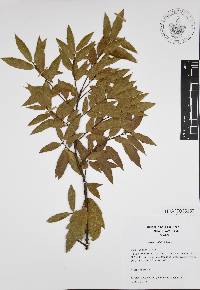 Quercus affinis image