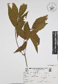 Quercus affinis image