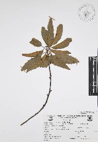 Quercus acutifolia image