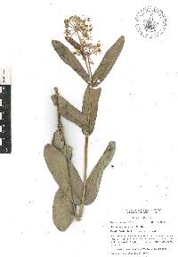 Asclepias glaucescens image