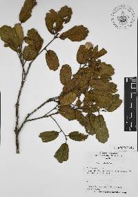 Quercus ariifolia image