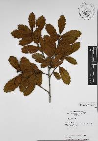 Quercus ariifolia image