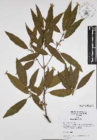 Quercus affinis image